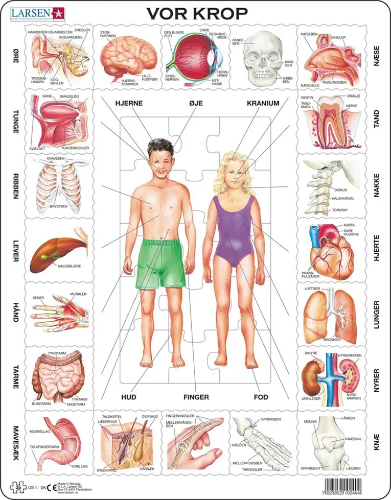 Larsen Puslespil - Vores Krop med 35 brikker LA10240