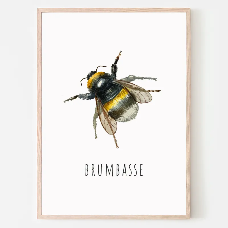 Dyreplakat Brumbasse - A4 (21 x 29,7 cm.) Brumbasse