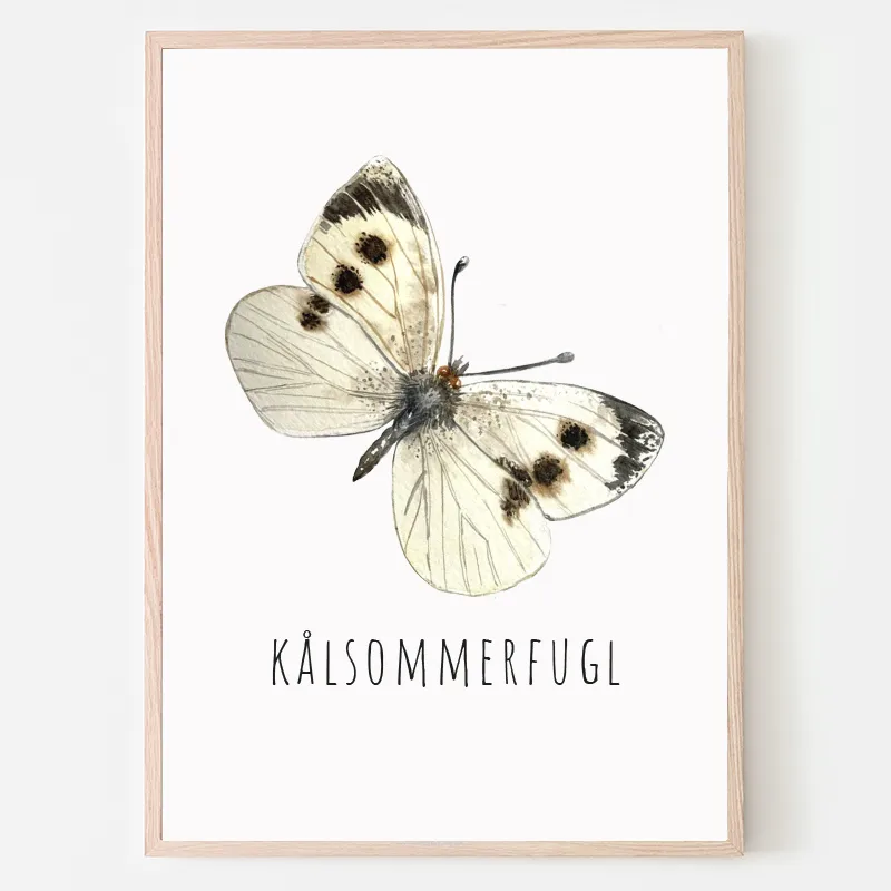 Dyreplakat Kålsommerfugl - A4 (21 x 29,7 cm.) Kålsommerfugl
