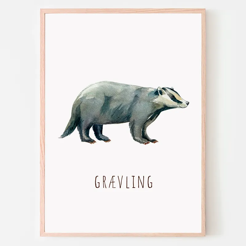 Dyreplakat Grævling - A4 (21 x 29,7 cm.) Grævling