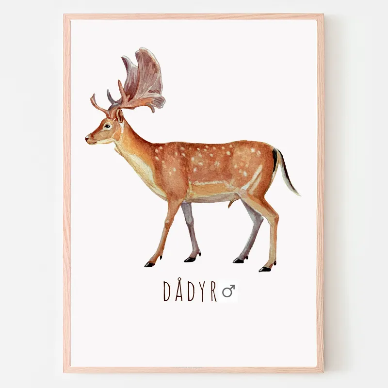 Dyreplakat Dådyr han - A4 (21 x 29,7 cm.) Dådyrhan