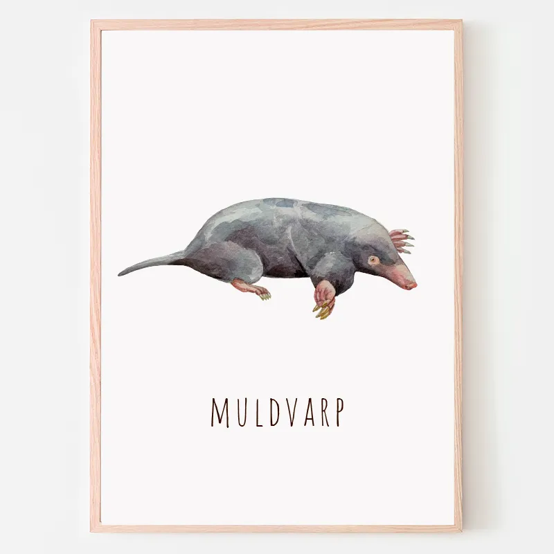 Dyreplakat Muldvarp - A4 (21 x 29,7 cm.) Muldvarp