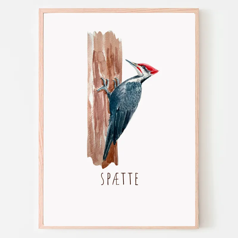 Dyreplakat Spætte - A4 (21 x 29,7 cm.) Spætte