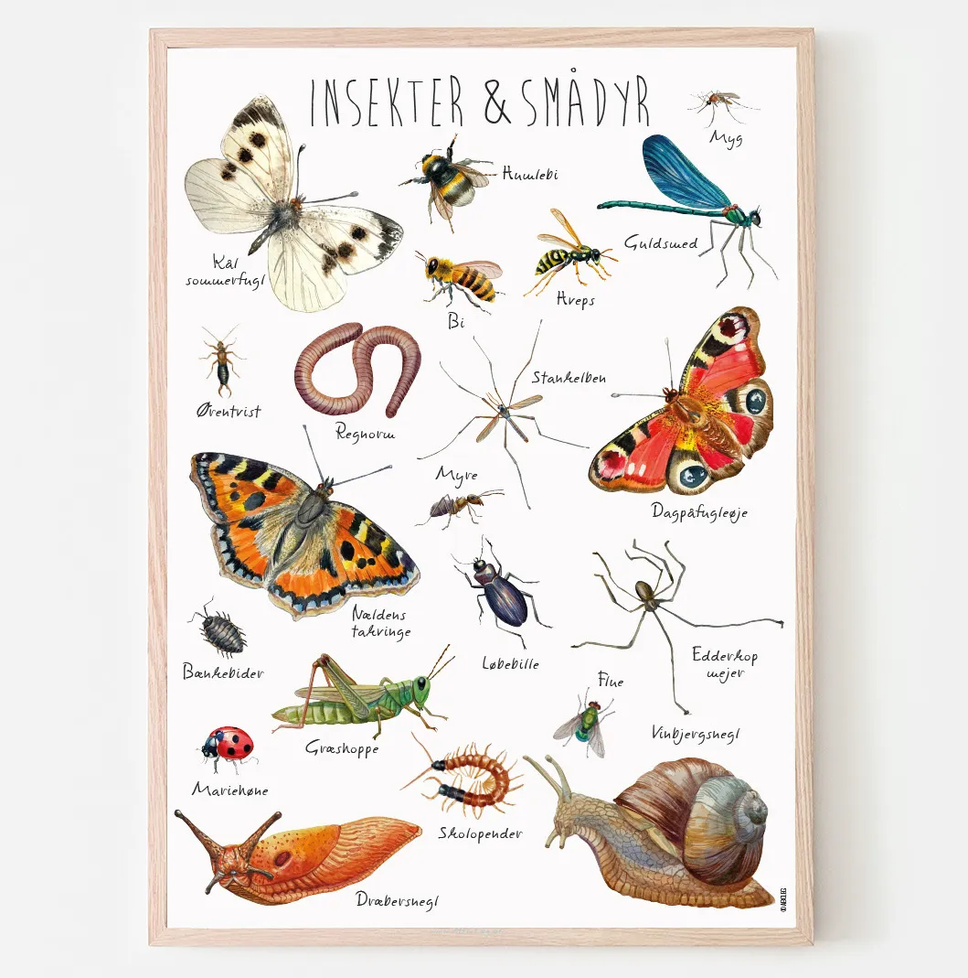 Abcleg Plakat - Insekter i haven A3 Insekt-A3
