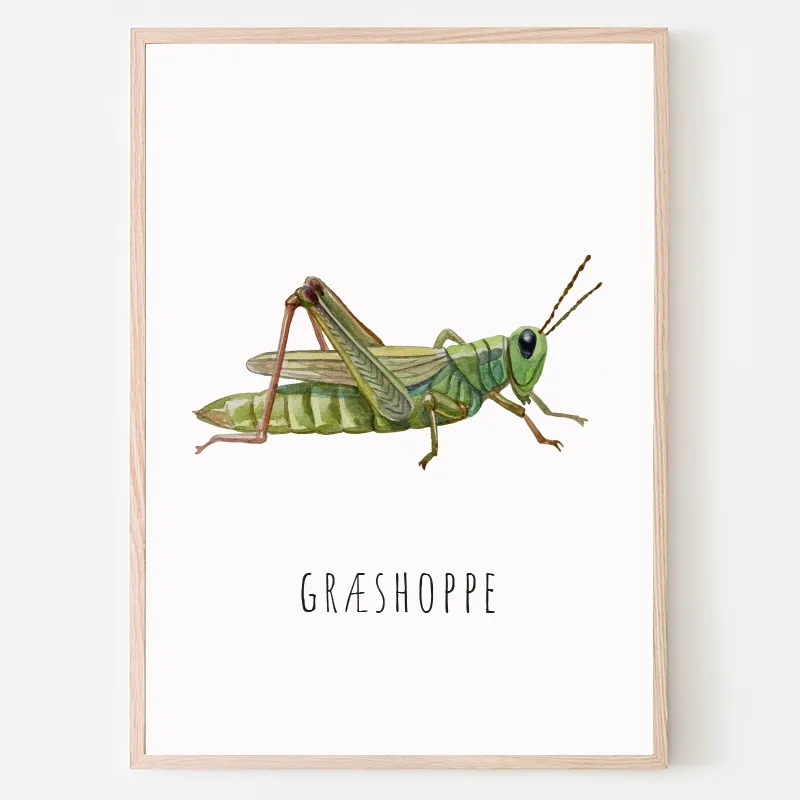 Dyreplakat Græshoppe - A4 (21 x 29,7 cm.) Græshoppe