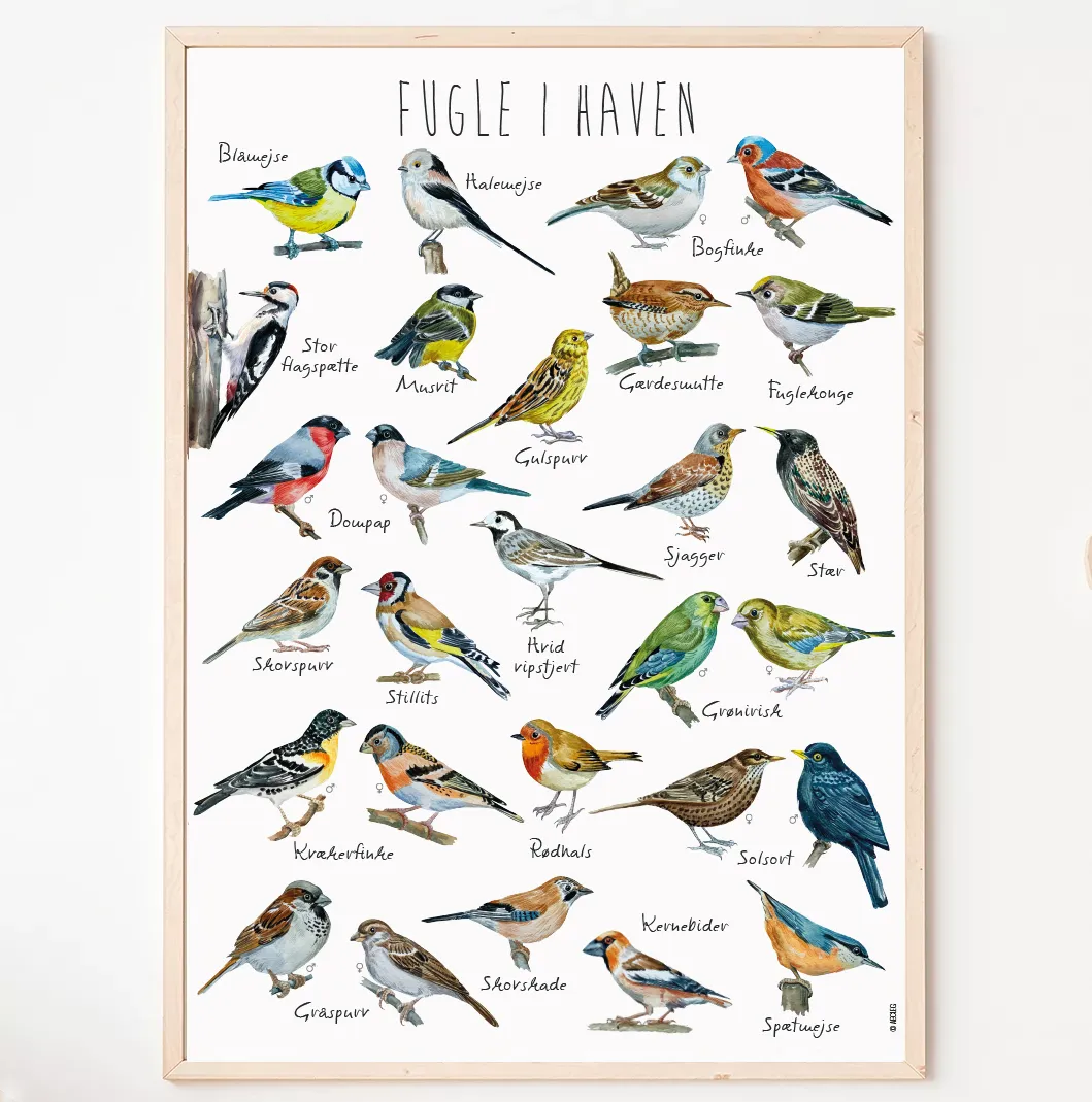 Plakat Fugle - A3 99-fuglea3